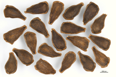 APII jpeg image of Marsdenia australis  © contact APII