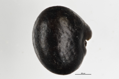 APII jpeg image of Oxylobium cordifolium  © contact APII