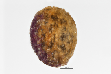 APII jpeg image of Galium gaudichaudii  © contact APII