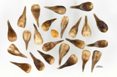 APII jpeg image of Carex capillacea  © contact APII