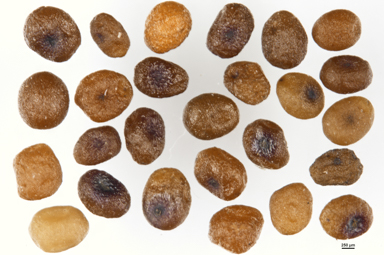 APII jpeg image of Gentianella muelleriana  © contact APII