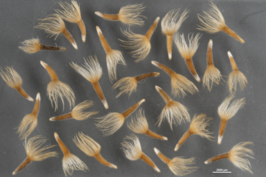 APII jpeg image of Vittadinia pterochaeta  © contact APII