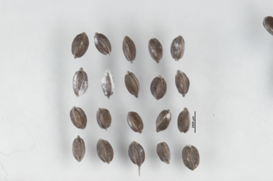 APII jpeg image of Carex austrocompacta  © contact APII