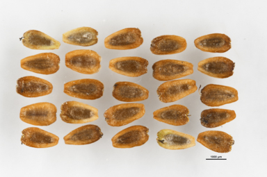 APII jpeg image of Cotula alpina  © contact APII