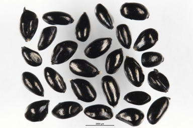 APII jpeg image of Astelia psychrocharis  © contact APII