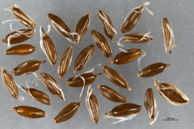 APII jpeg image of Cyperus lhotskyanus  © contact APII