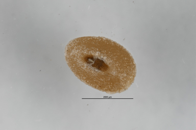 APII jpeg image of Lomandra filiformis subsp. coriacea  © contact APII