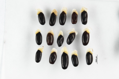 APII jpeg image of Acacia doratoxylon  © contact APII