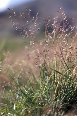 APII jpeg image of Agrostis parviflora  © contact APII