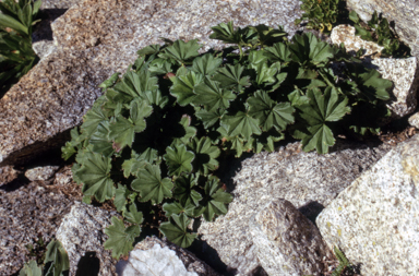 APII jpeg image of Alchemilla xanthochlora  © contact APII