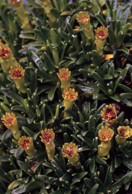 APII jpeg image of Abrotanella nivigena  © contact APII