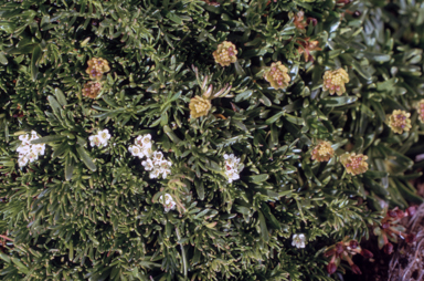 APII jpeg image of Abrotanella nivigena  © contact APII