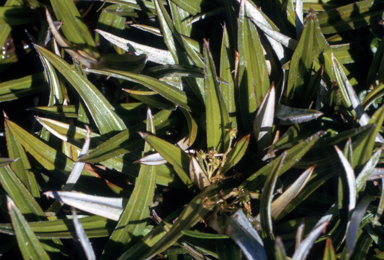 APII jpeg image of Astelia alpina  © contact APII