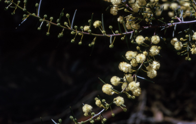 APII jpeg image of Acacia diffusa  © contact APII