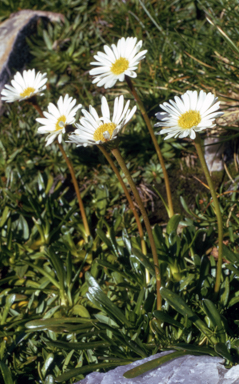 APII jpeg image of Brachyscome tadgellii  © contact APII