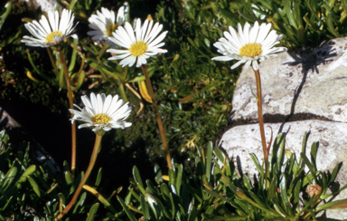 APII jpeg image of Brachyscome tadgellii  © contact APII