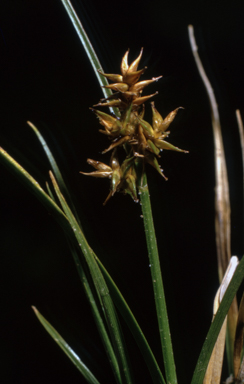APII jpeg image of Carex echinata  © contact APII