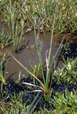 APII jpeg image of Carex gaudichaudiana  © contact APII
