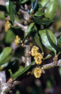 APII jpeg image of Melicytus dentatus  © contact APII