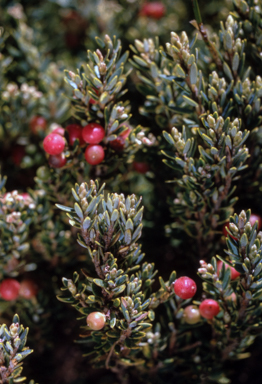 APII jpeg image of Leucopogon montanus  © contact APII