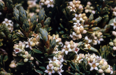 APII jpeg image of Leucopogon montanus  © contact APII