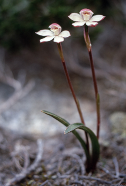 APII jpeg image of Caladenia lyallii  © contact APII