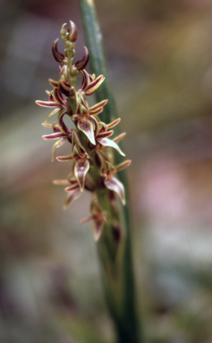 APII jpeg image of Prasophyllum alpinum  © contact APII