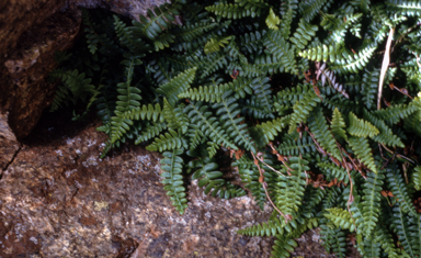 APII jpeg image of Blechnum penna-marina subsp. alpina  © contact APII