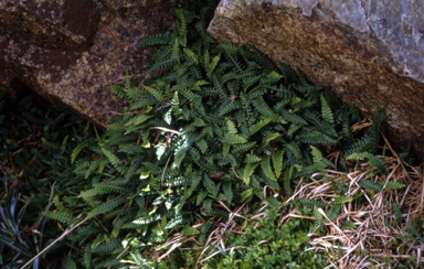 APII jpeg image of Blechnum penna-marina  © contact APII