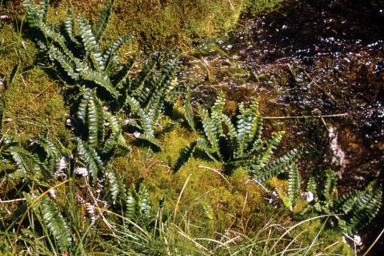 APII jpeg image of Blechnum penna-marina  © contact APII