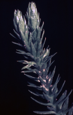 APII jpeg image of Huperzia australiana  © contact APII