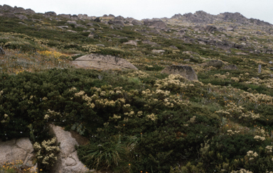 APII jpeg image of Ozothamnus alpinus  © contact APII