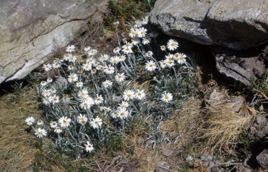 APII jpeg image of Celmisia longifolia  © contact APII