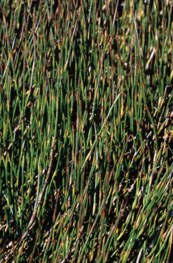 APII jpeg image of Empodisma minus  © contact APII