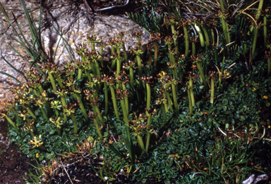 APII jpeg image of Diplaspis nivis  © contact APII