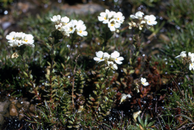APII jpeg image of Euphrasia glacialis  © contact APII