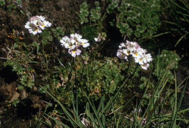 APII jpeg image of Euphrasia glacialis  © contact APII