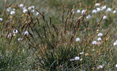 APII jpeg image of Rytidosperma nudiflorum  © contact APII
