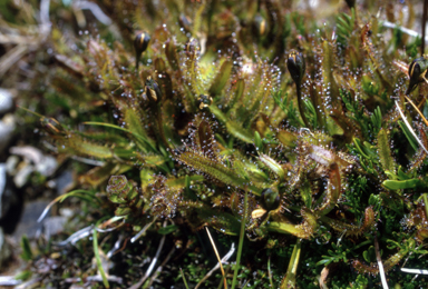 APII jpeg image of Drosera arcturi  © contact APII