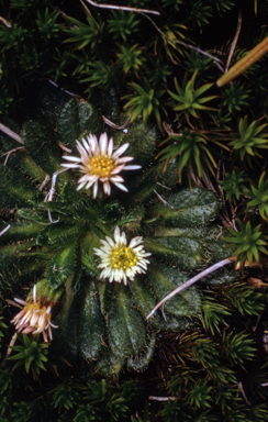 APII jpeg image of Erigeron setosus  © contact APII