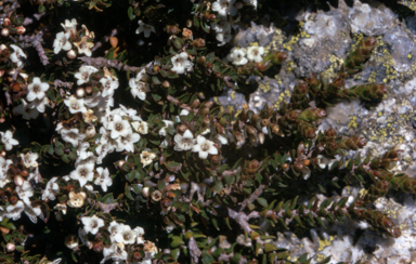 APII jpeg image of Epacris microphylla  © contact APII