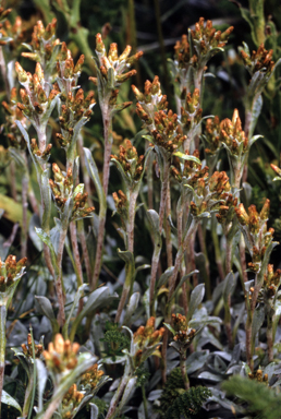 APII jpeg image of Gnaphalium fordianum  © contact APII