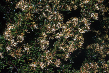 APII jpeg image of Grevillea australis  © contact APII