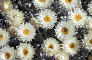 APII jpeg image of Leucochrysum albicans  © contact APII