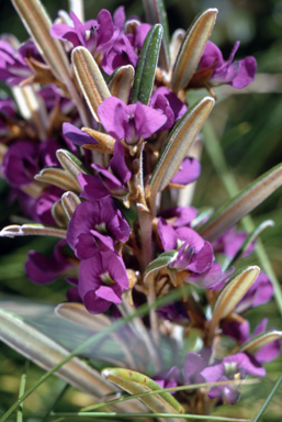 APII jpeg image of Hovea montana  © contact APII