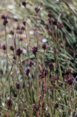 APII jpeg image of Luzula acutifolia subsp. nana  © contact APII