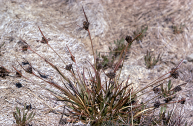 APII jpeg image of Luzula australasica subsp. australasica  © contact APII