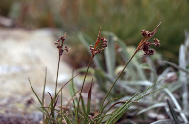 APII jpeg image of Luzula novae-cambriae  © contact APII