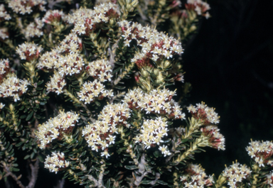 APII jpeg image of Ozothamnus alpinus  © contact APII