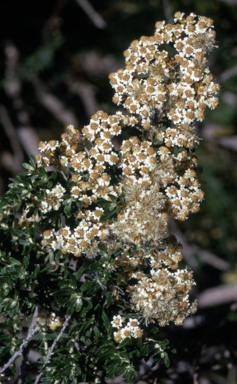 APII jpeg image of Ozothamnus secundiflorus  © contact APII